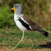 White-crowned Lapwing