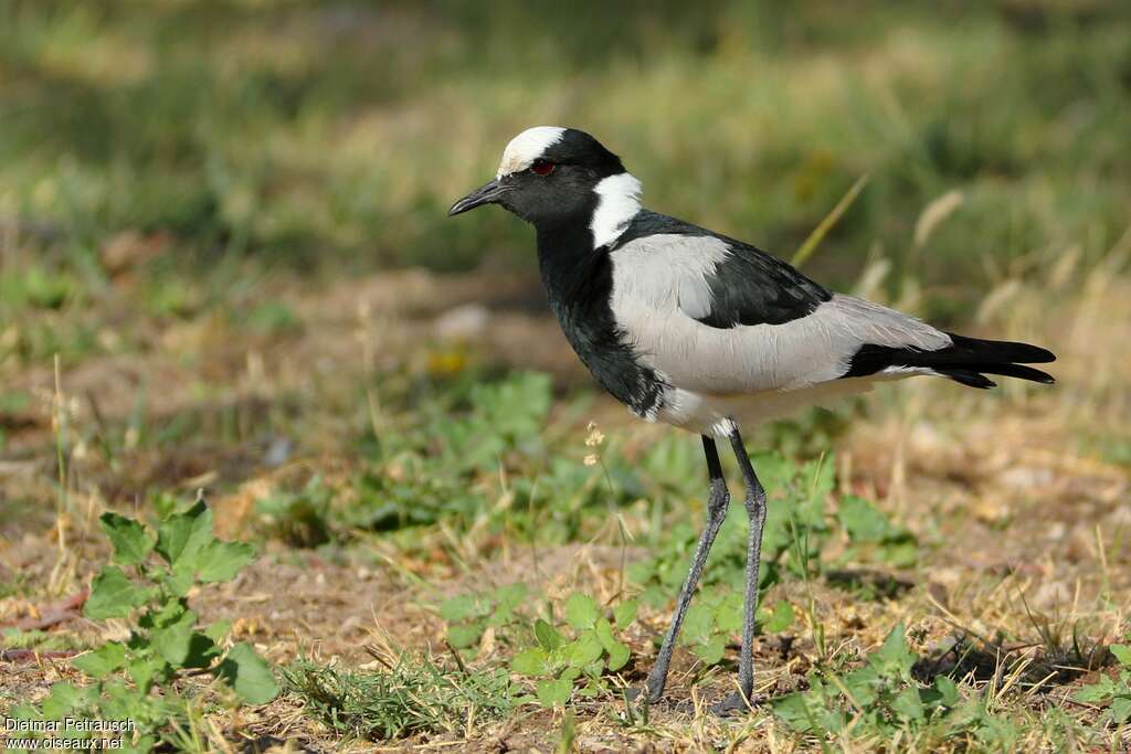 Vanneau arméadulte, identification