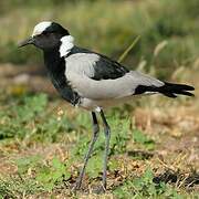 Blacksmith Lapwing