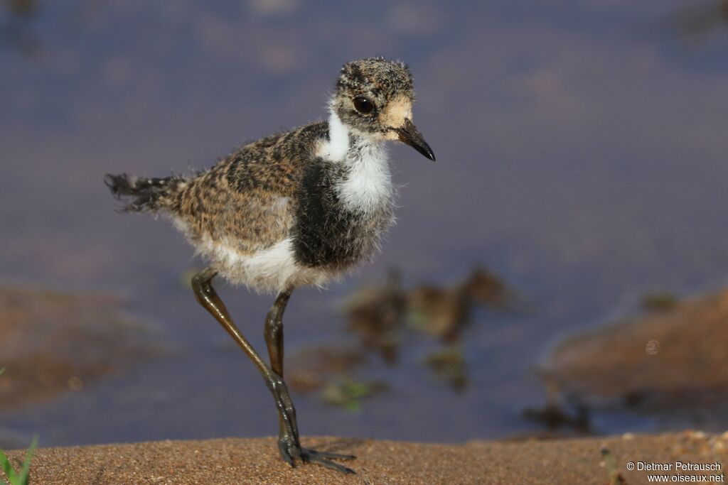 Blacksmith Lapwingjuvenile