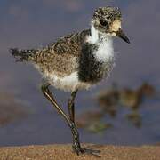 Blacksmith Lapwing