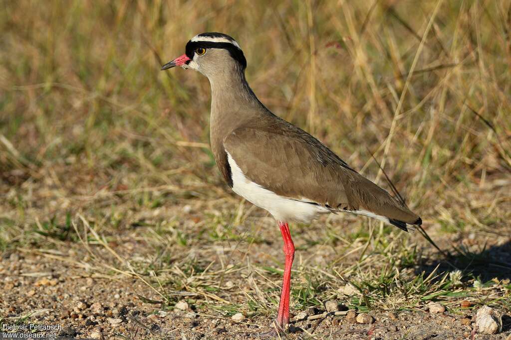Crowned Lapwingadult breeding, identification