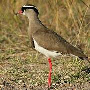 Crowned Lapwing