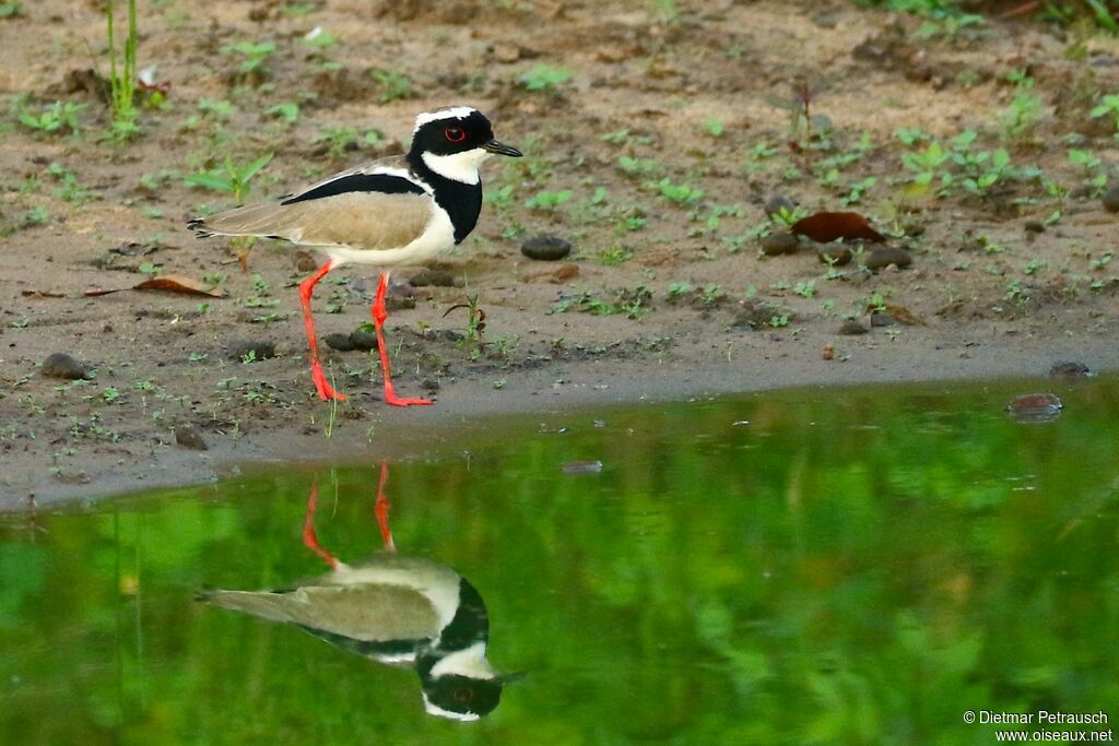 Pied Ploveradult