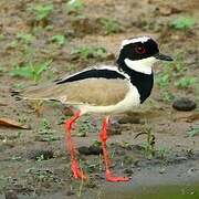 Pied Plover