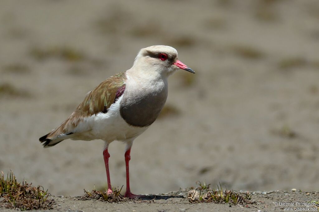 Andean Lapwingadult