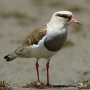 Andean Lapwing