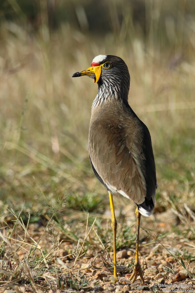 African Wattled Lapwingadult