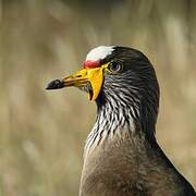 African Wattled Lapwing