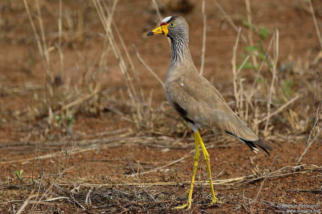 African Wattled Lapwingadult