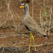 African Wattled Lapwing