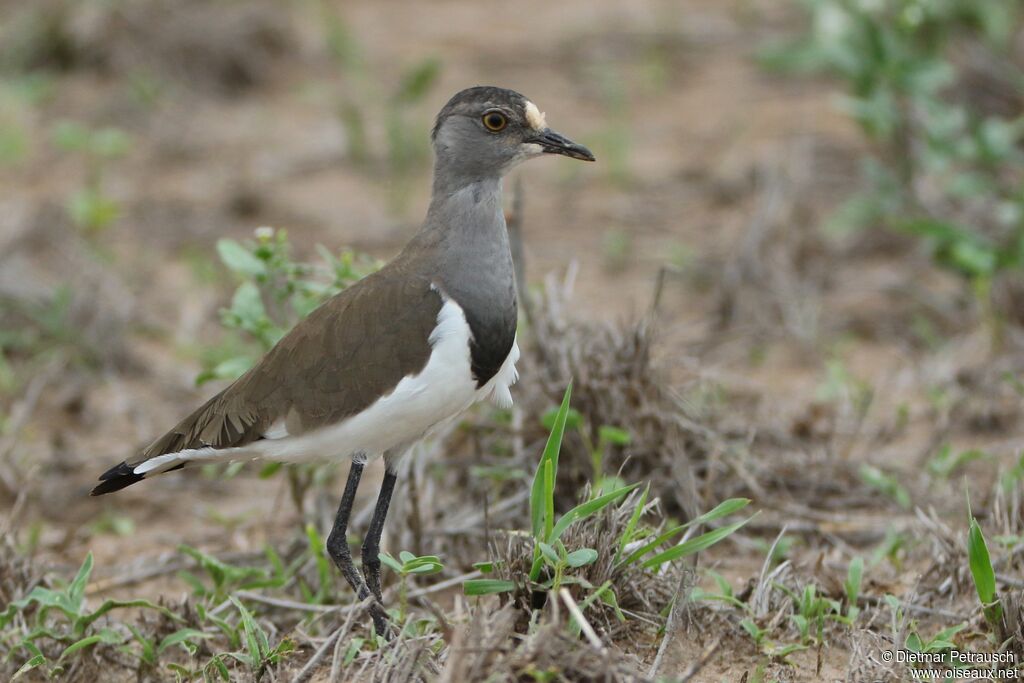 Senegal Lapwingadult