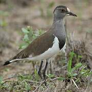 Senegal Lapwing