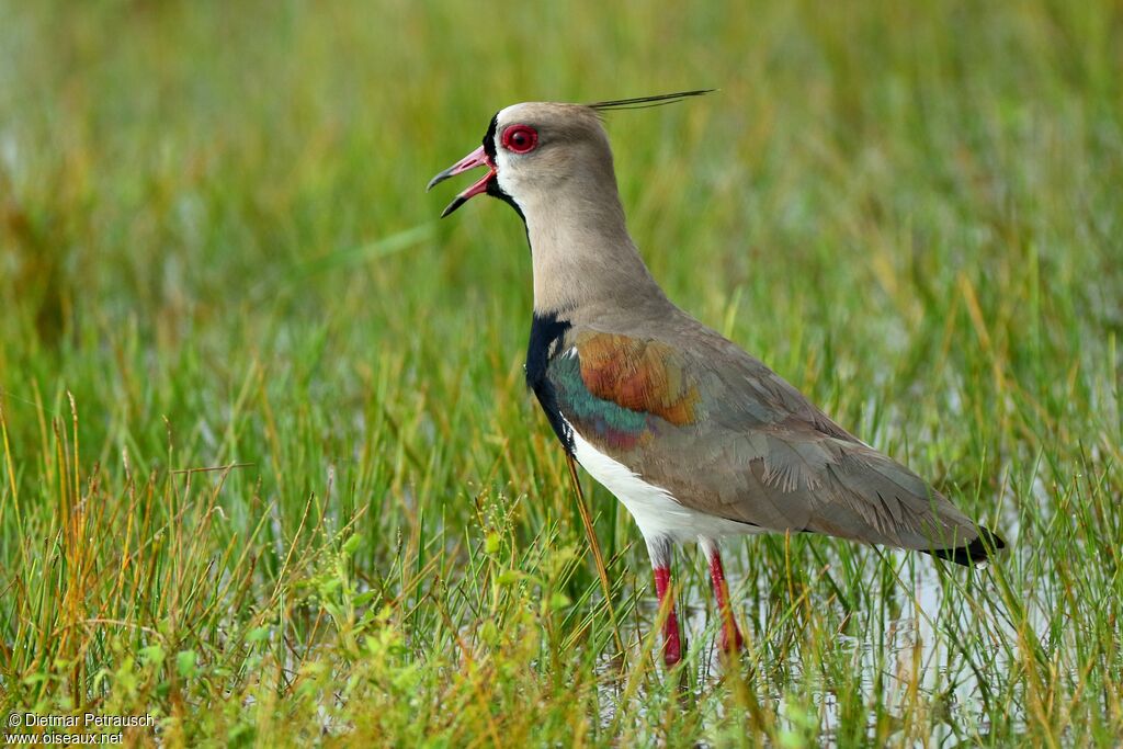 Southern Lapwingadult