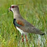 Southern Lapwing