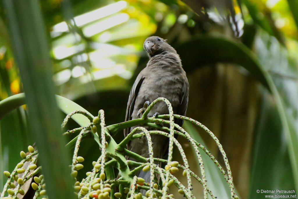 Seychelles Black Parrotadult