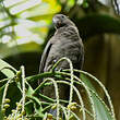 Vasa des Seychelles