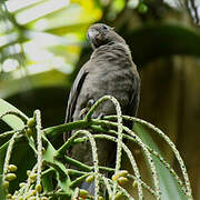 Seychelles Black Parrot