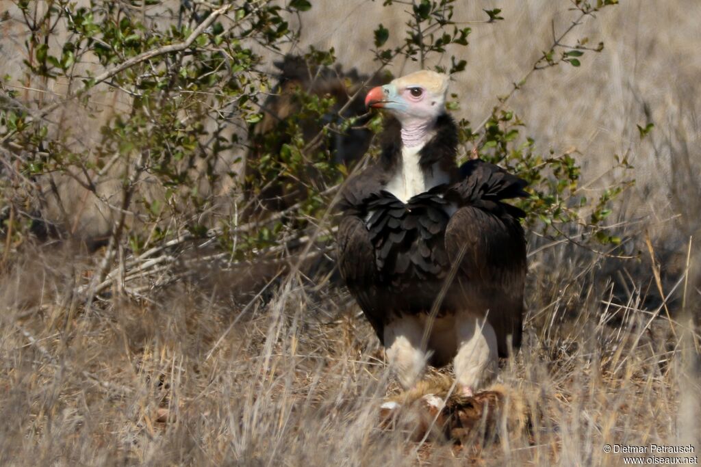 White-headed Vultureadult