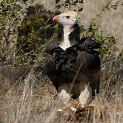 White-headed Vulture