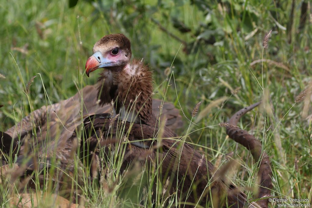 White-headed Vultureimmature