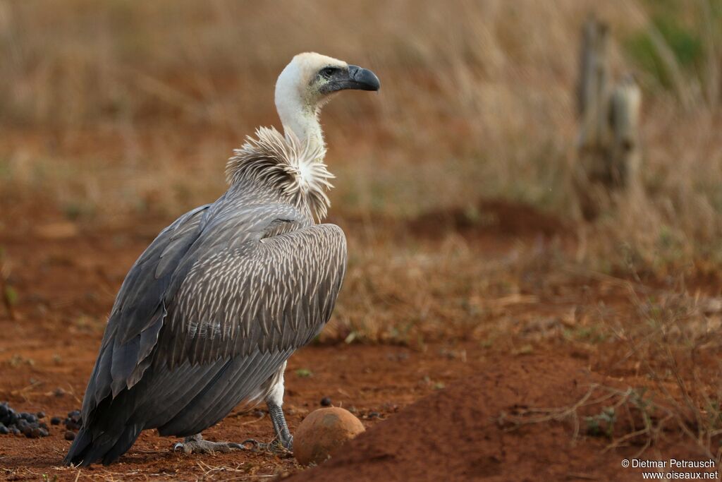 White-backed Vultureimmature