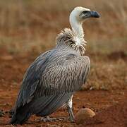 White-backed Vulture