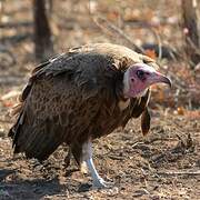 Hooded Vulture