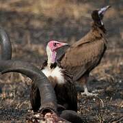 Hooded Vulture