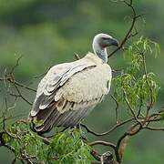 Cape Vulture