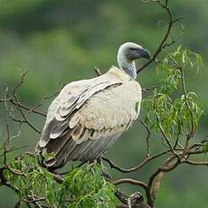 Vautour chassefiente