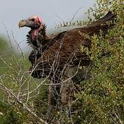 Lappet-faced Vulture