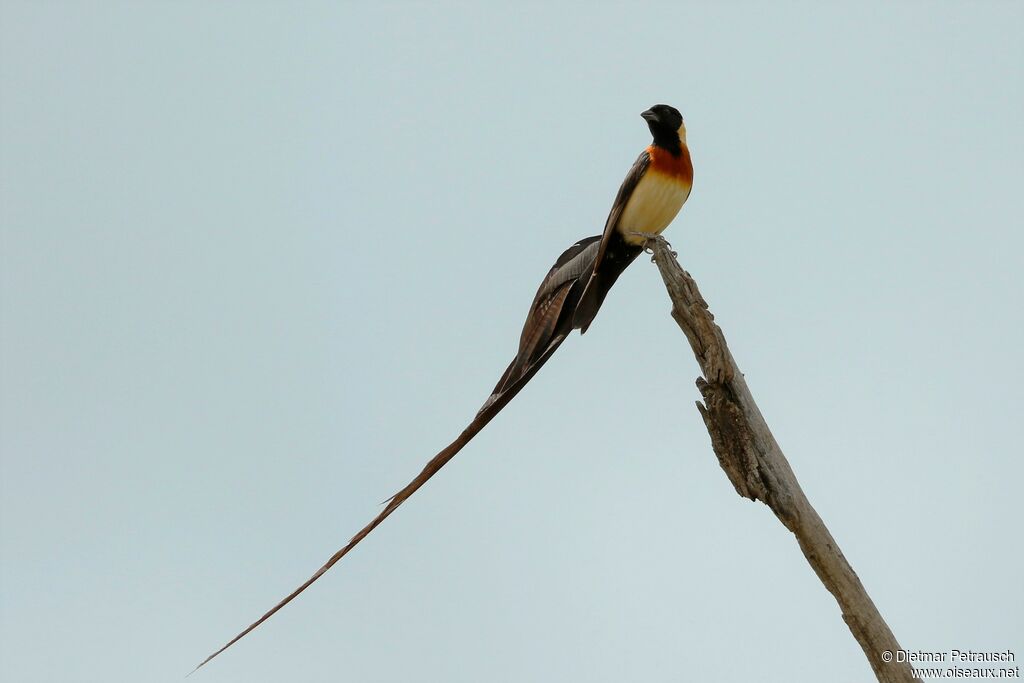 Long-tailed Paradise Whydah male adult breeding