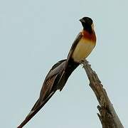 Long-tailed Paradise Whydah