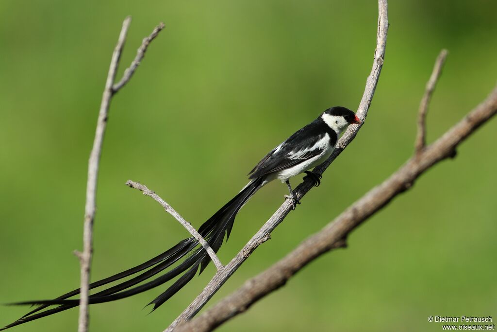 Pin-tailed Whydah male adult breeding