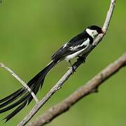 Pin-tailed Whydah