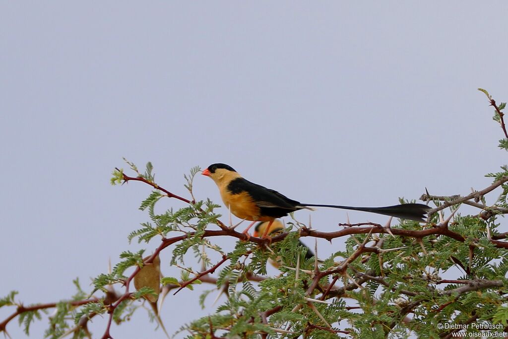 Shaft-tailed Whydah male adult breeding