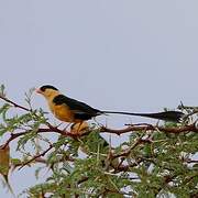 Shaft-tailed Whydah