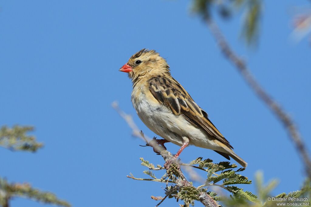 Shaft-tailed Whydahadult post breeding