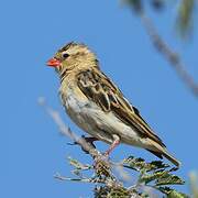 Shaft-tailed Whydah