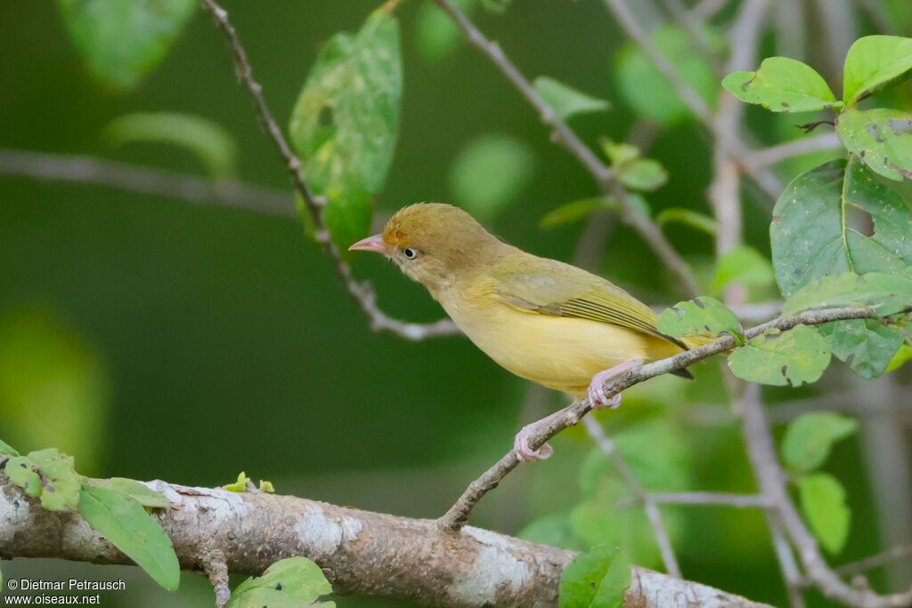 Viréon à pattes claires