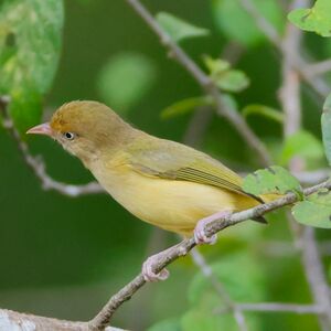 Viréon à pattes claires