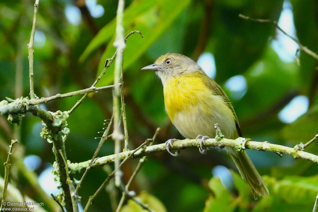 Lemon-chested Greenletadult