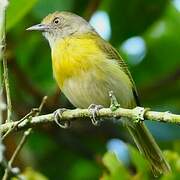 Lemon-chested Greenlet