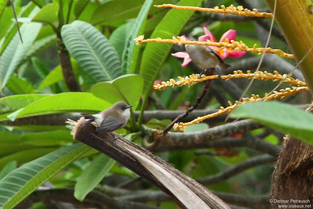 Reunion Grey White-eyeadult