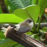 Reunion Grey White-eye