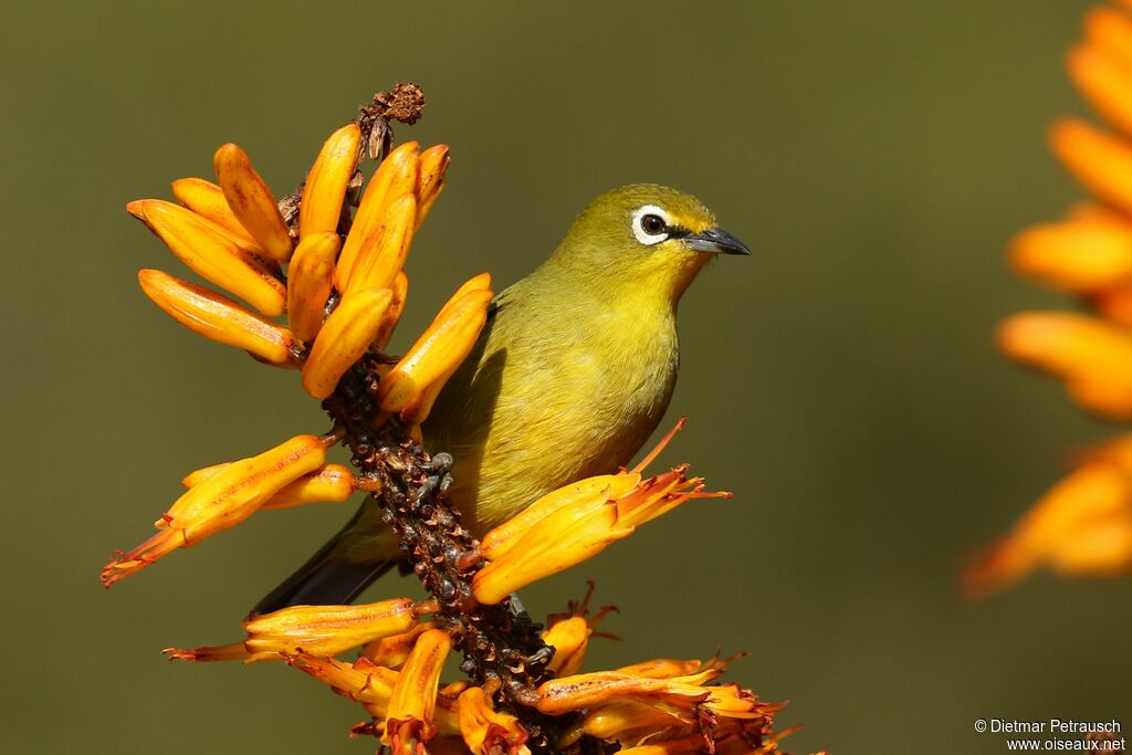 Zostérops du Capadulte, identification