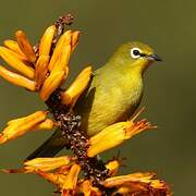 Cape White-eye