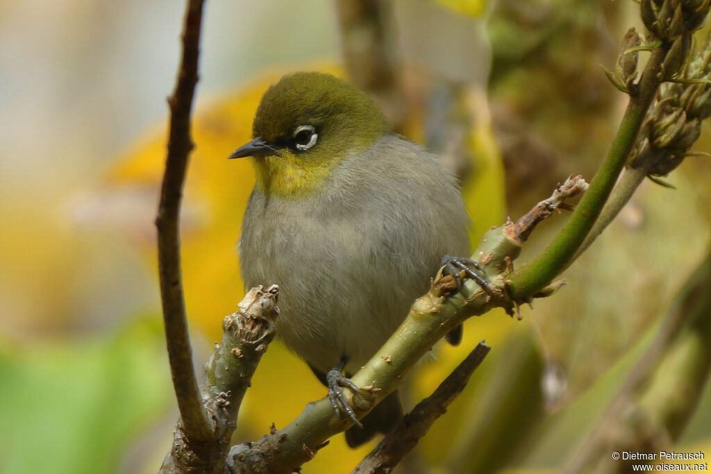 Cape White-eyeadult