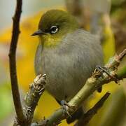 Cape White-eye